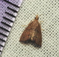 Microcausta flavipunctalis