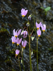 Primula pauciflora pauciflora