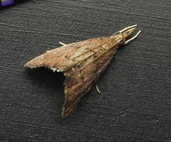 Microcausta flavipunctalis