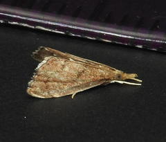 Microcausta flavipunctalis