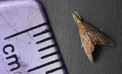 Microcausta flavipunctalis