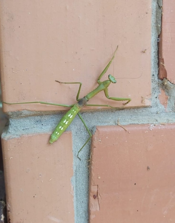 Coptopteryx gayi from Alvorada on March 7, 2022 at 1156 AM by Cassio