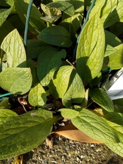 Symphytum tuberosum