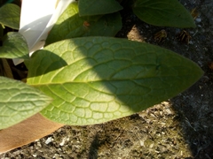 Symphytum tuberosum