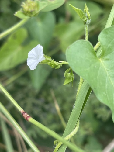 Ipomoea biflora iNat (3)