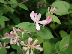 Lonicera × bella