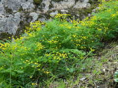 Lomatium brunsfeldianum