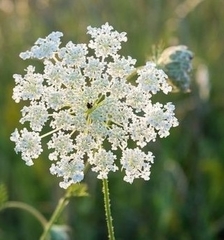 Daucus carota