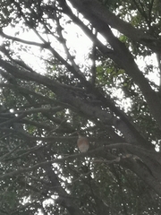 Turdus rufopalliatus