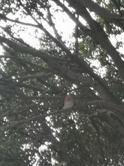 Turdus rufopalliatus