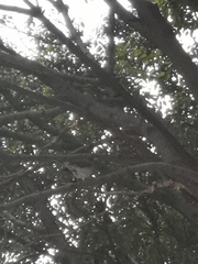 Turdus rufopalliatus