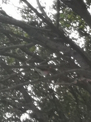 Turdus rufopalliatus