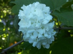 Magnoliopsida