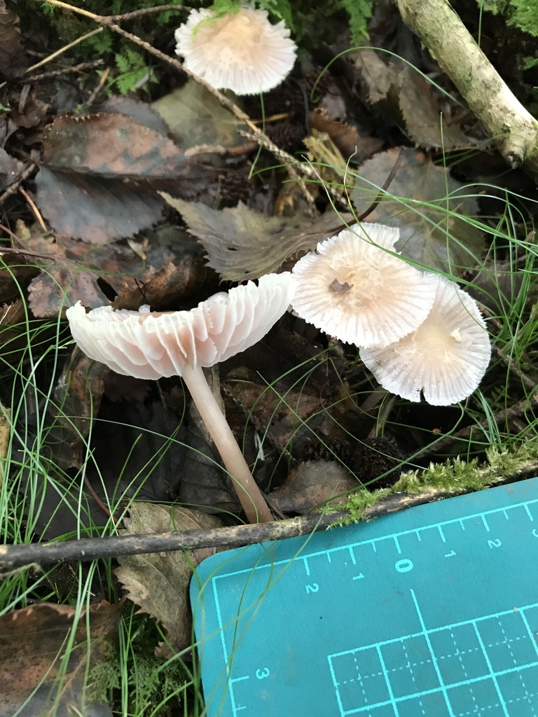 Mycena pura · September 2017 · photo: © atsushi_nakajima_cirque (iNaturalist, cc-by)