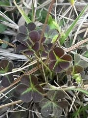 Oxalis colorea