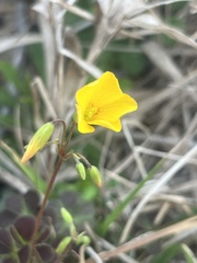 Oxalis colorea