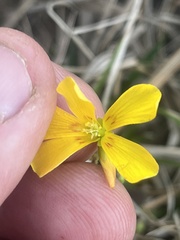 Oxalis colorea