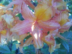 Rhododendron