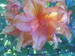 Rhododendron