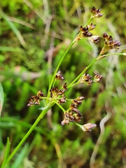 Luzula sylvatica henriquesii