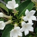 Madagascar Jasmine - Photo (c) mariajose_pm21, some rights reserved (CC BY-NC), uploaded by mariajose_pm21