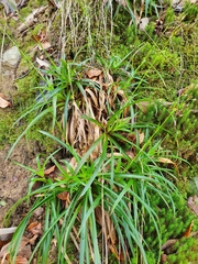 Luzula sylvatica henriquesii