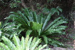 Asplenium antiquum