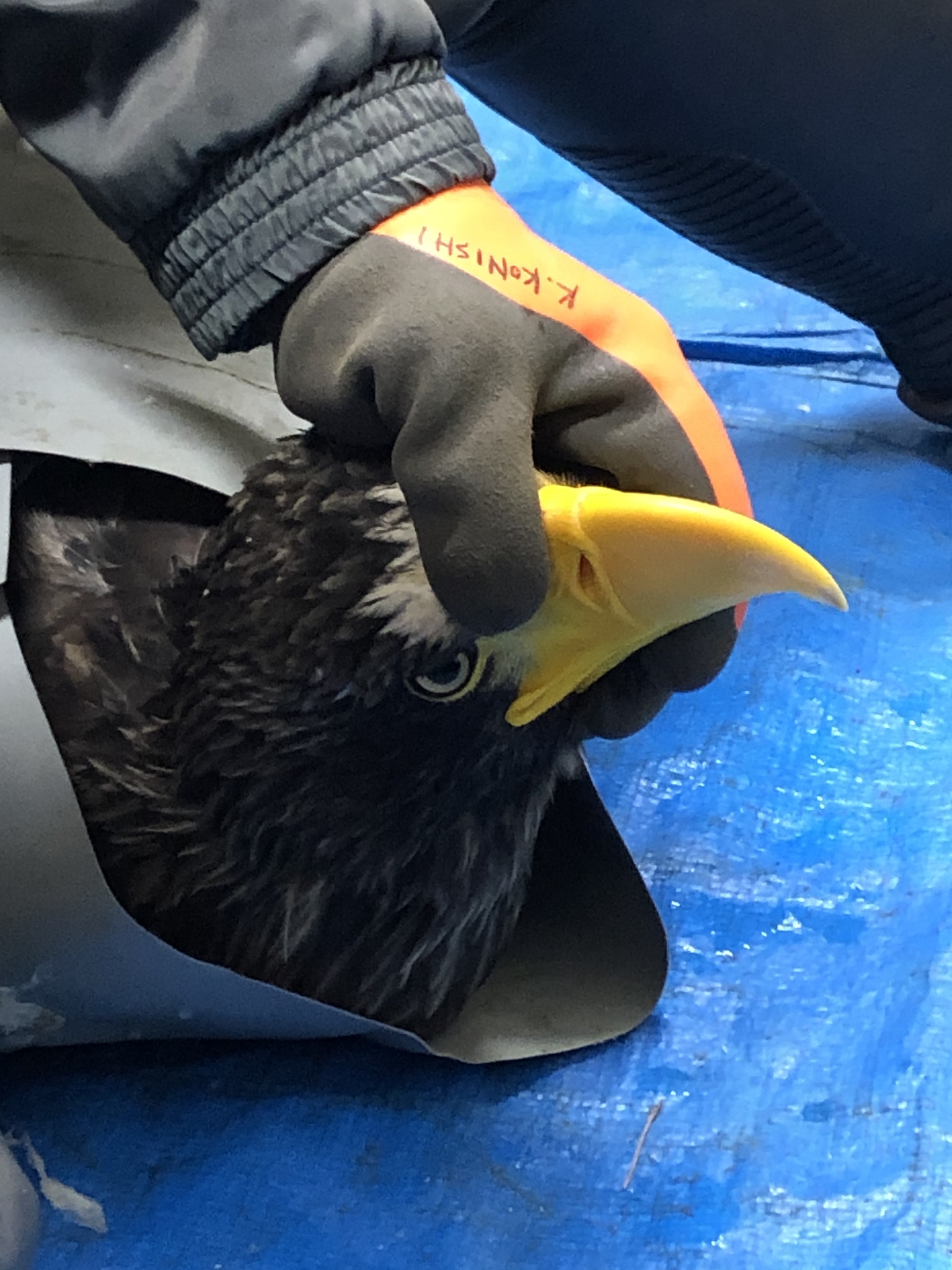 Steller's Sea Eagle