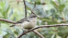 Acanthiza inornata