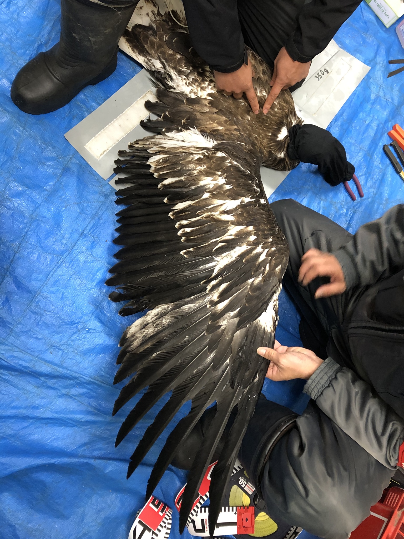Steller's Sea Eagle