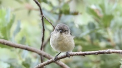 Acanthiza inornata