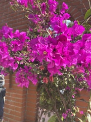 Bougainvillea