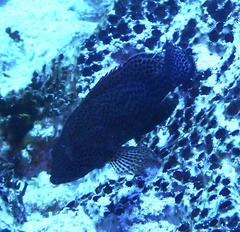 Cephalopholis
