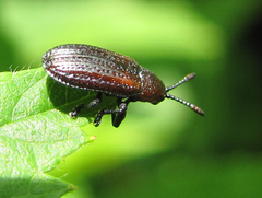 Microrhopala vittata