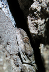 Homopholis walbergii