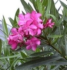 Nerium oleander