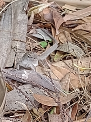 Anolis sagrei