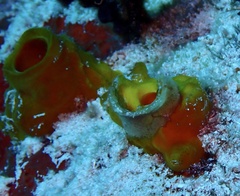 Siphonodictyon coralliphagum