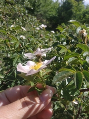Rosa balsamica