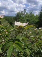 Rosa balsamica