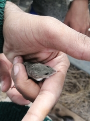 Acomys subspinosus