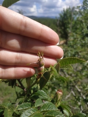 Rosa balsamica
