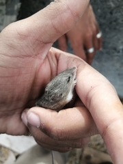 Acomys subspinosus