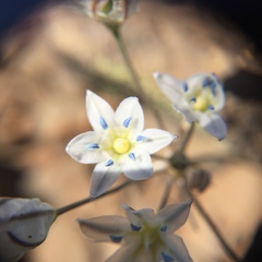Triteleia lilacina