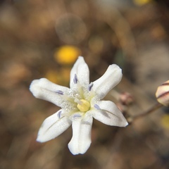 Triteleia lilacina