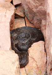Python natalensis