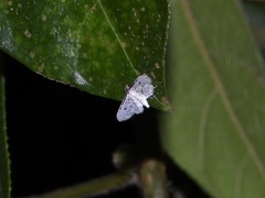Epaena