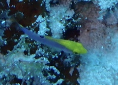 Halichoeres cyanocephalus