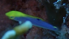 Halichoeres cyanocephalus