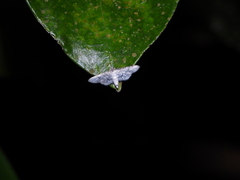 Epaena